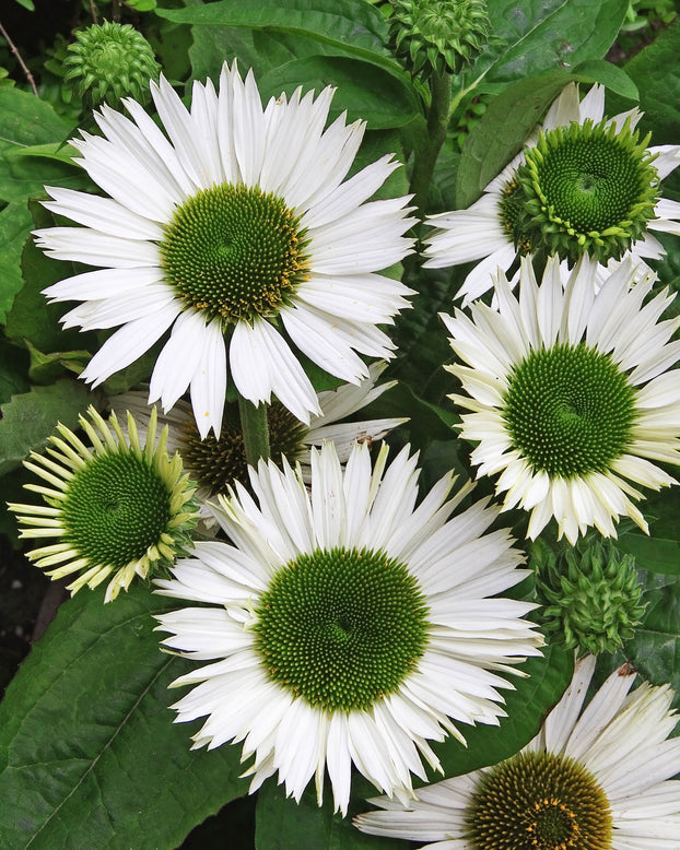 Echinacea 'Virgin'