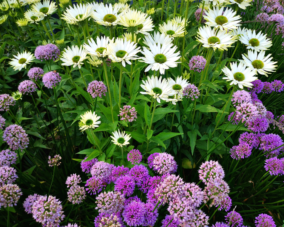 Echinacea 'Virgin'