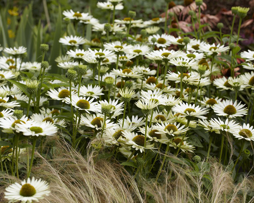Echinacea 'Virgin'