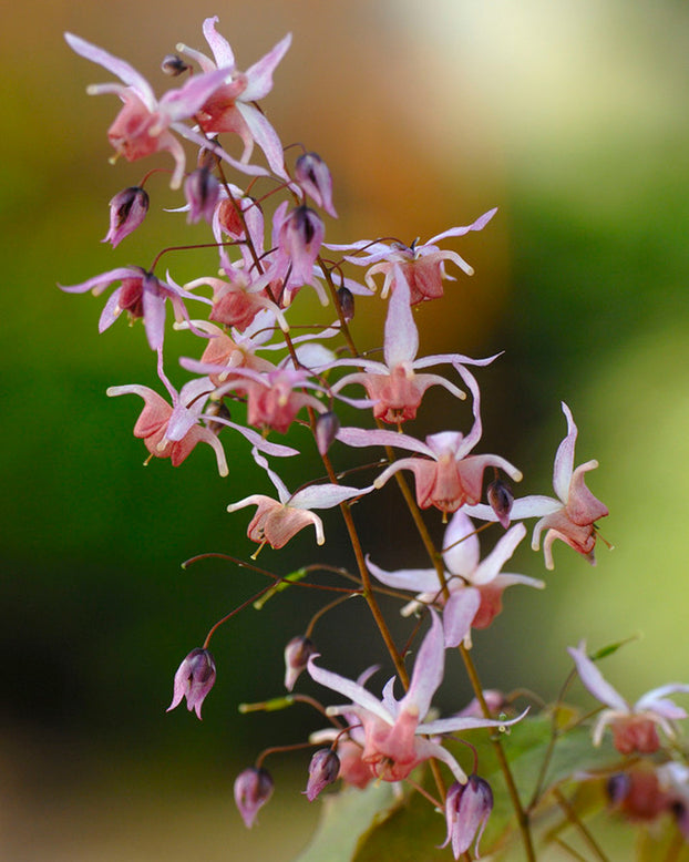 Epimedium 'Pink Elf'