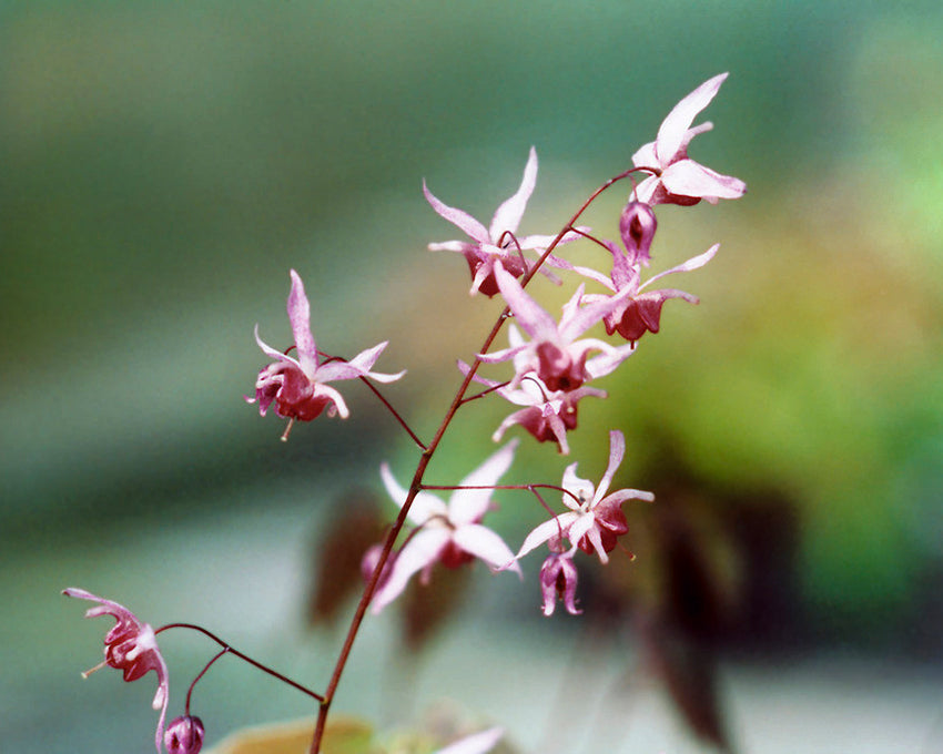 Epimedium 'Pink Elf'