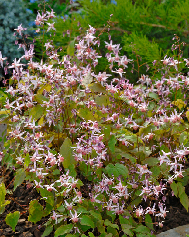 Epimedium 'Pink Elf'