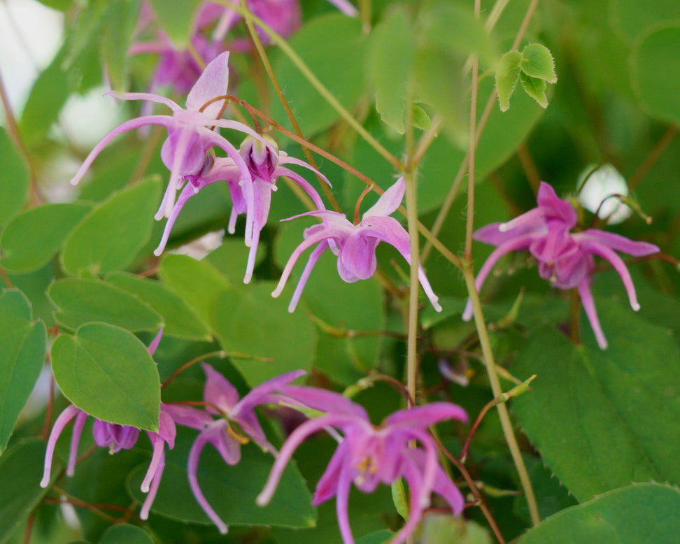 Epimedium 'Pink Elf'