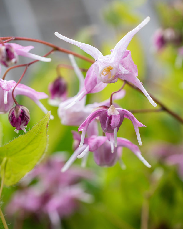 Epimedium 'Pink Elf'