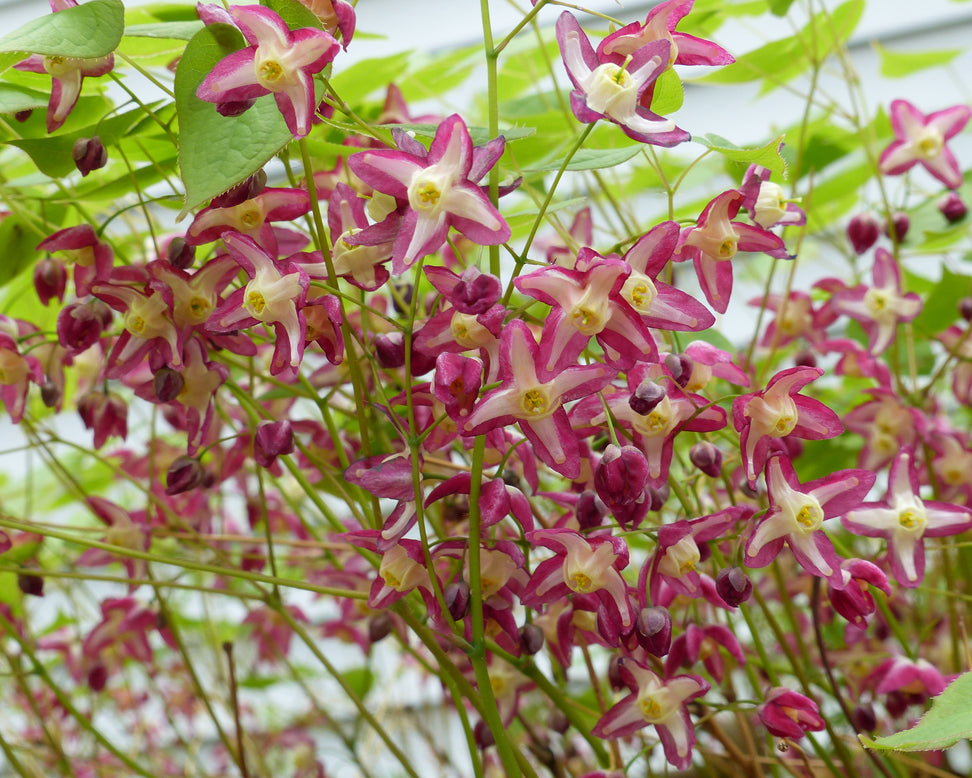 Epimedium × rubrum