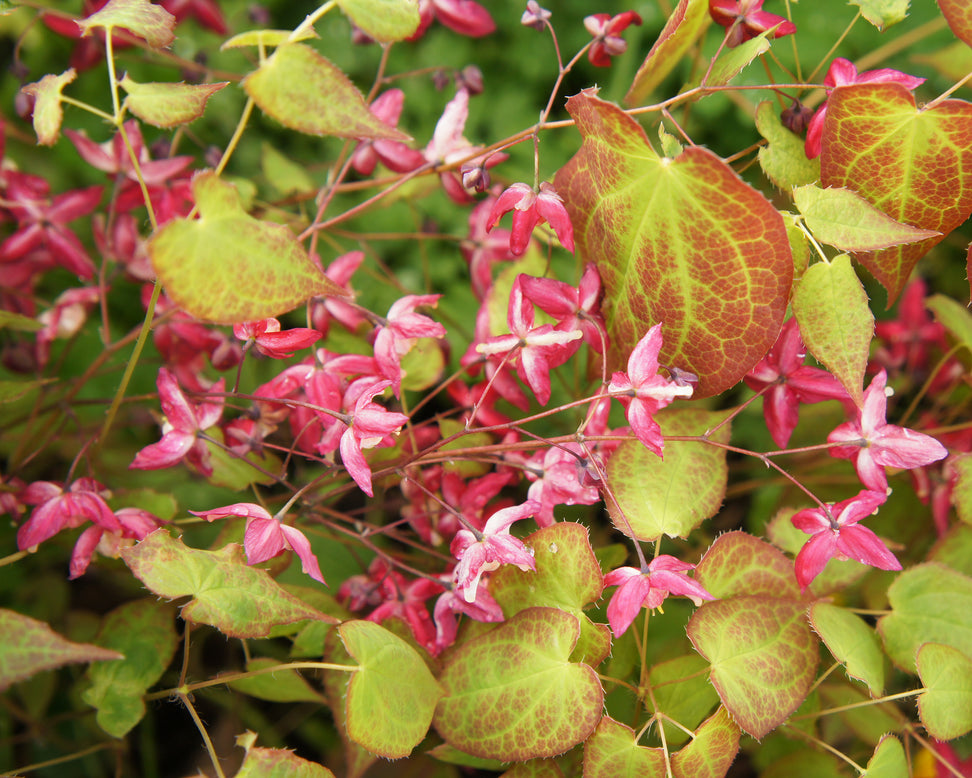Epimedium × rubrum