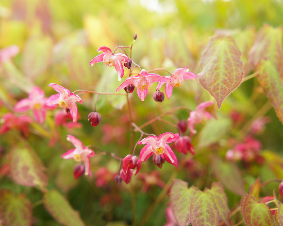 Epimedium × rubrum