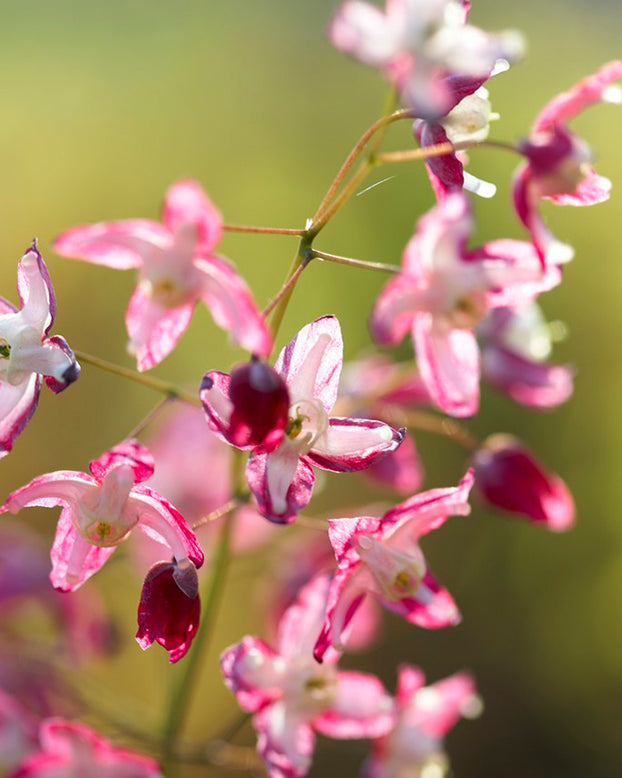 Epimedium × rubrum