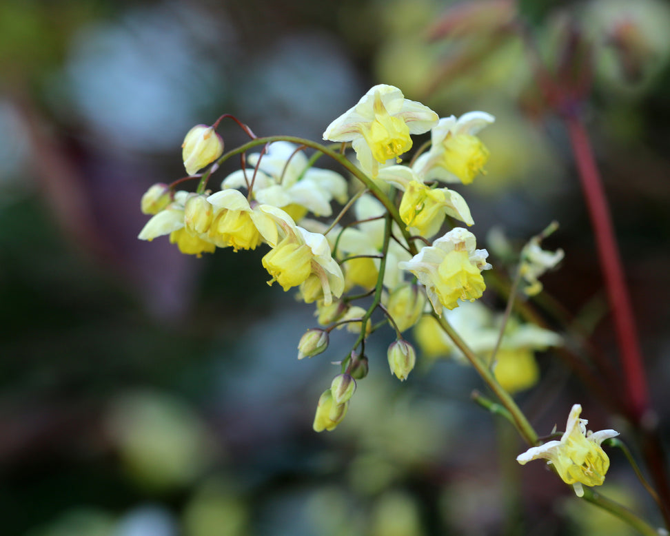 Epimedium 'Sulphureum'