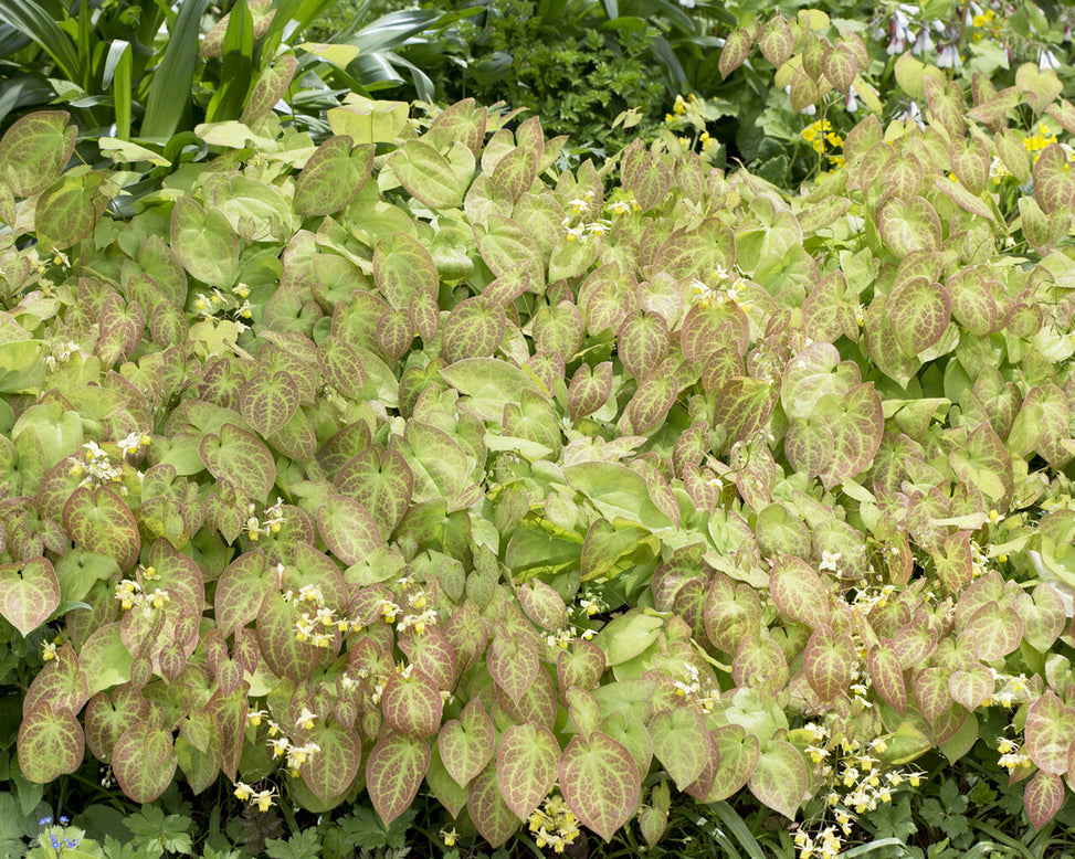 Epimedium 'Sulphureum'