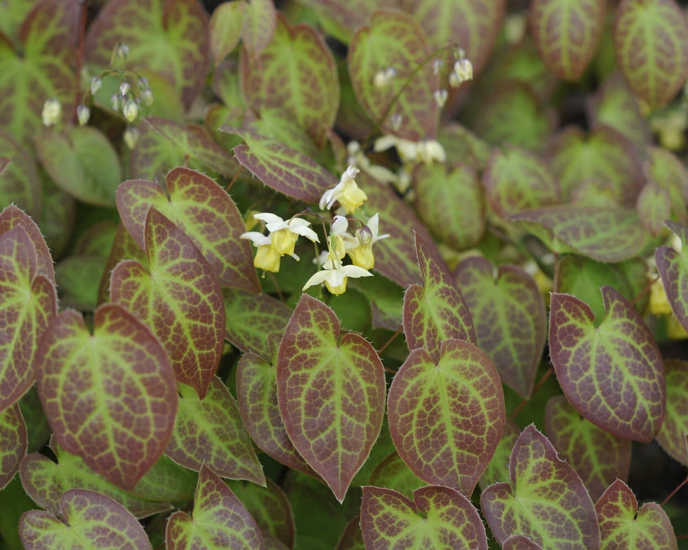 Epimedium 'Sulphureum'