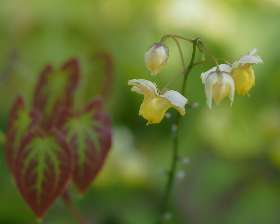 Epimedium 'Sulphureum'