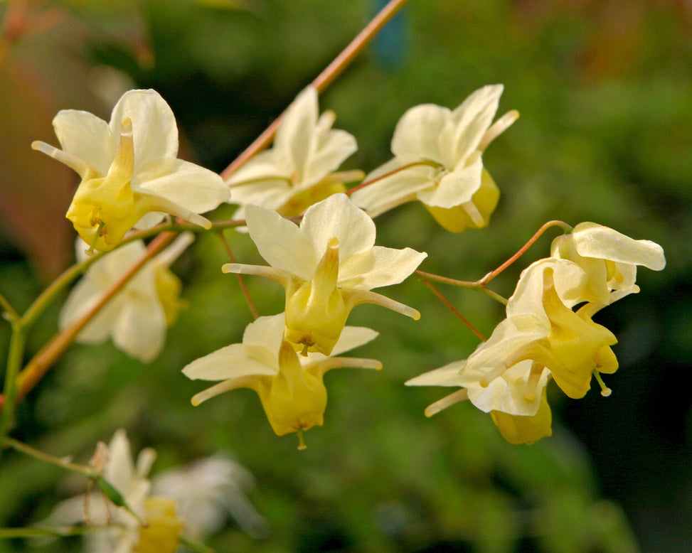 Epimedium 'Sulphureum'