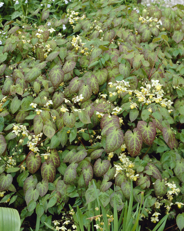 Epimedium 'Sulphureum'