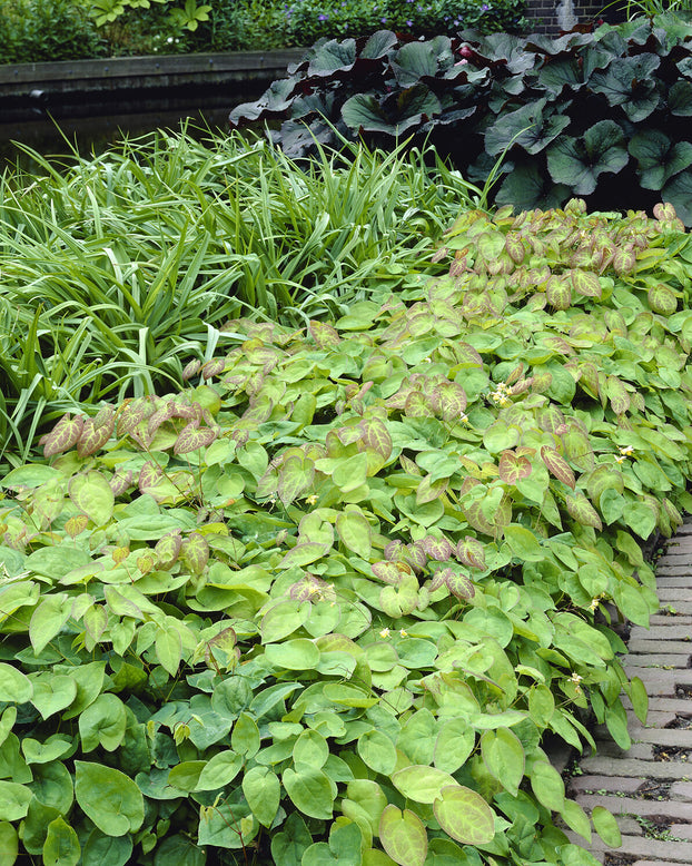 Epimedium 'Sulphureum'