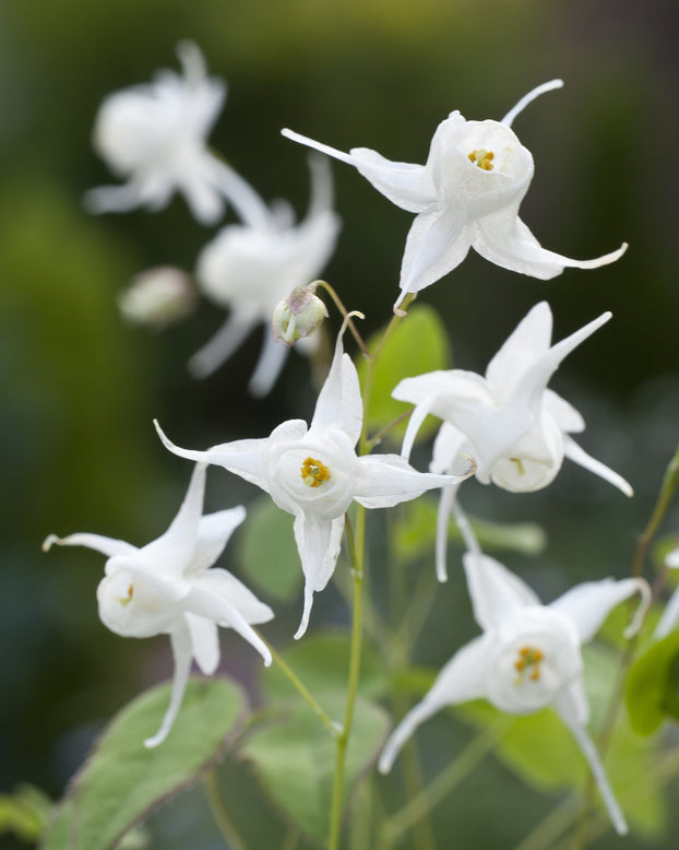 Epimedium 'White Hart'