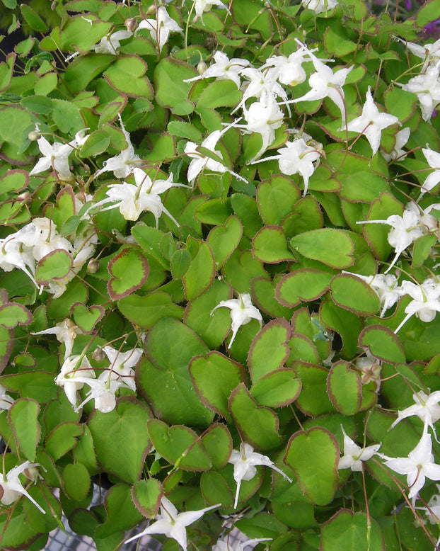 Epimedium 'White Hart'