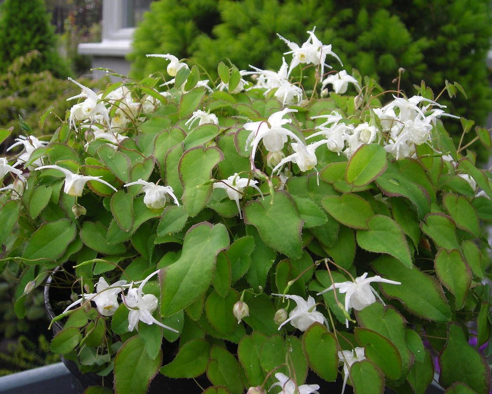 Epimedium 'White Hart'