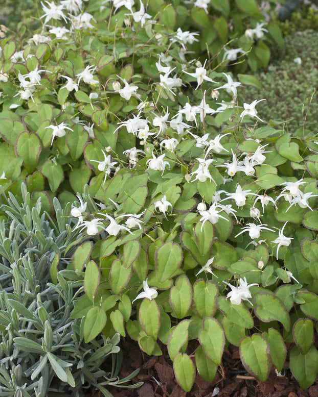 Epimedium 'White Hart'