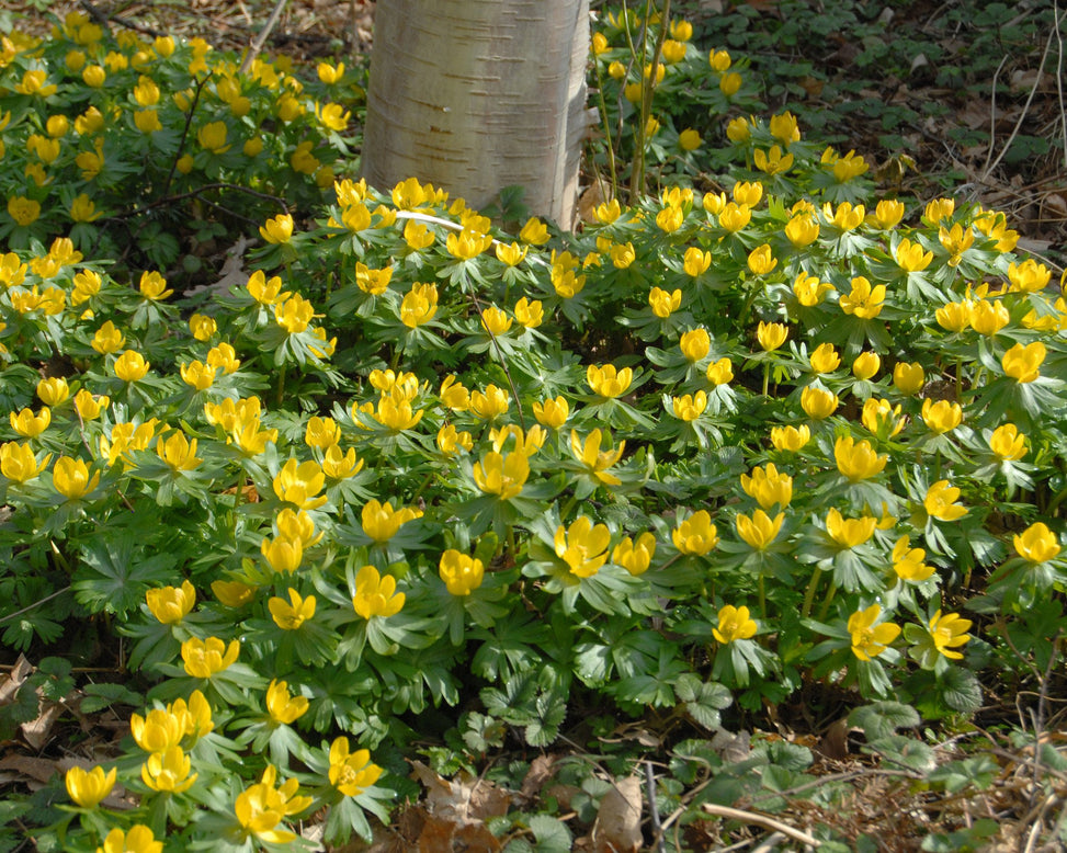 Flower Bulbshyemalis (Winter Aconite) Bulbs UK - 2