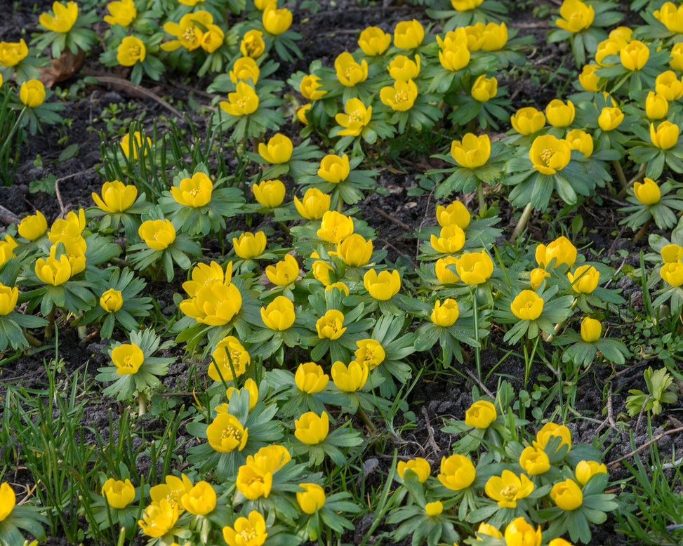 Flower Bulbshyemalis (Winter Aconite) Bulbs UK - 4