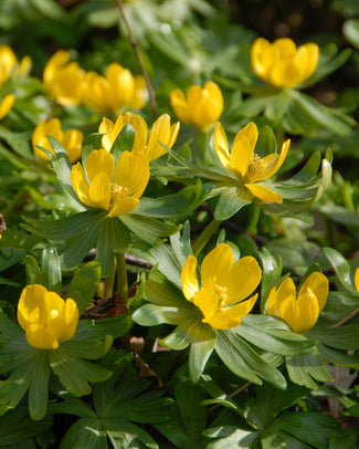 Eranthis hyemalis Flower Bulbshyemalis (Winter Aconite) Bulbs UK - 1