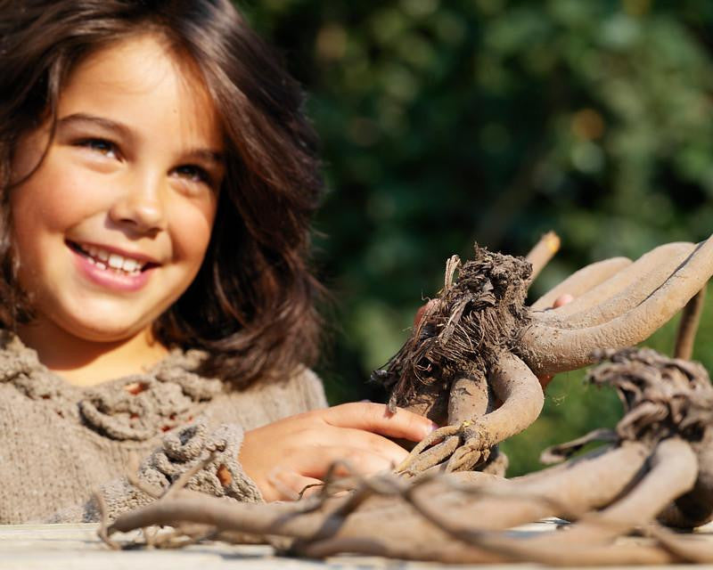 Eremurus 'Cleopatra'