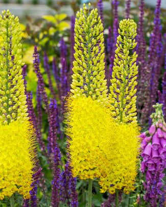 Eremurus 'Tap Dance' Eremurus 'Tap Dance'