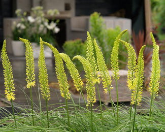 Eremurus 'Tap Dance' Eremurus 'Tap Dance'