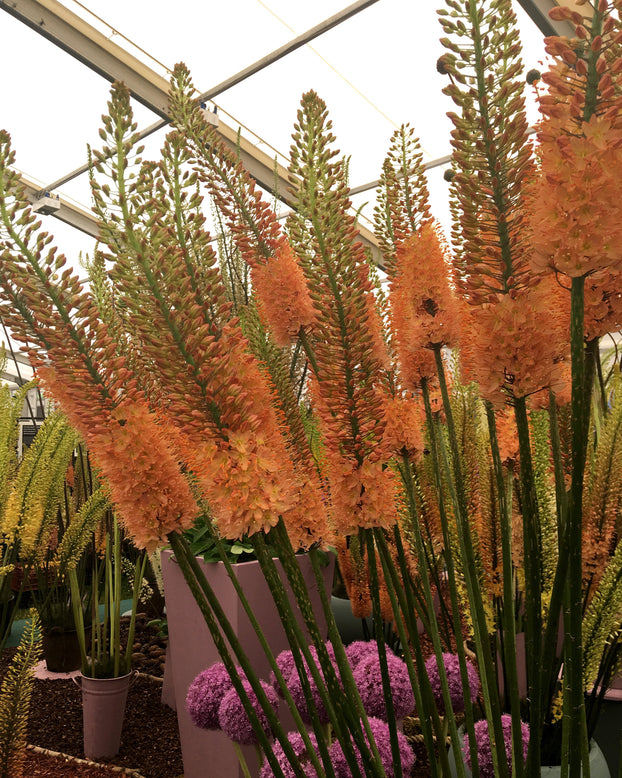 Eremurus 'Cleopatra'