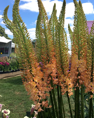 Eremurus 'Cleopatra' Eremurus 'Cleopatra'