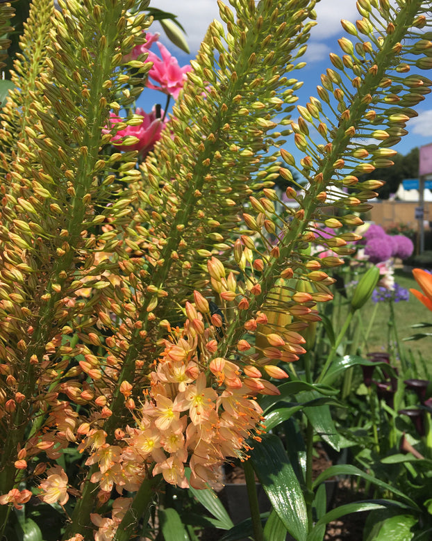 Eremurus 'Cleopatra'