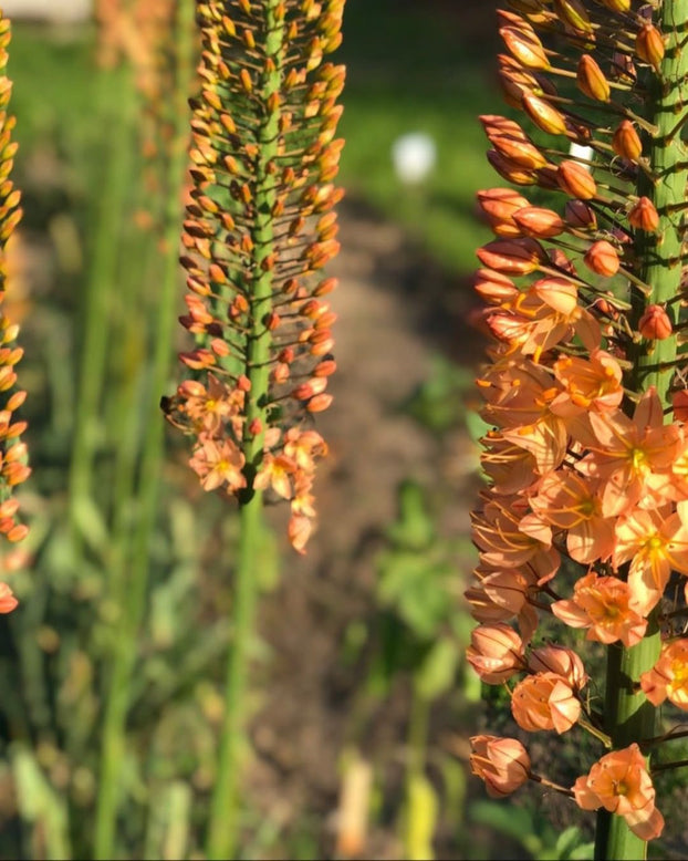 Eremurus 'Cleopatra'