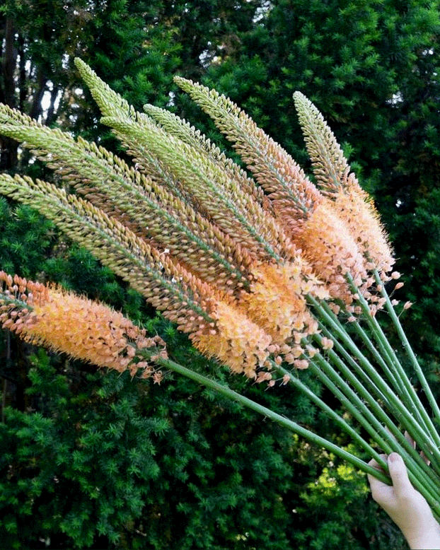 Eremurus 'Cleopatra'