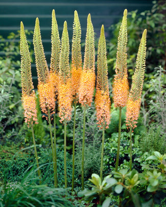 Eremurus 'Cleopatra' Eremurus 'Cleopatra'