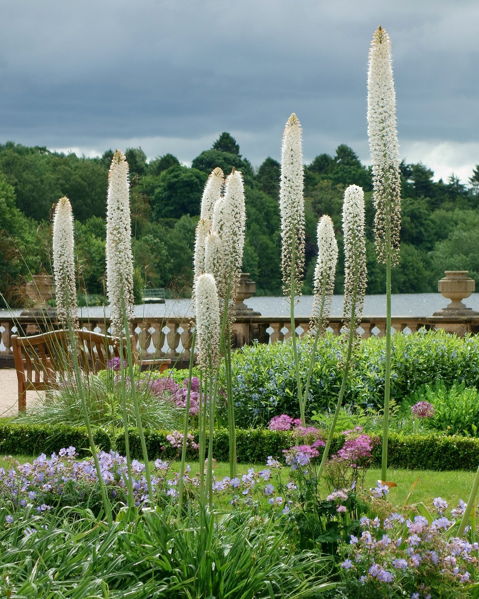 foxtail lily white Eremurus himalaicus bulbs