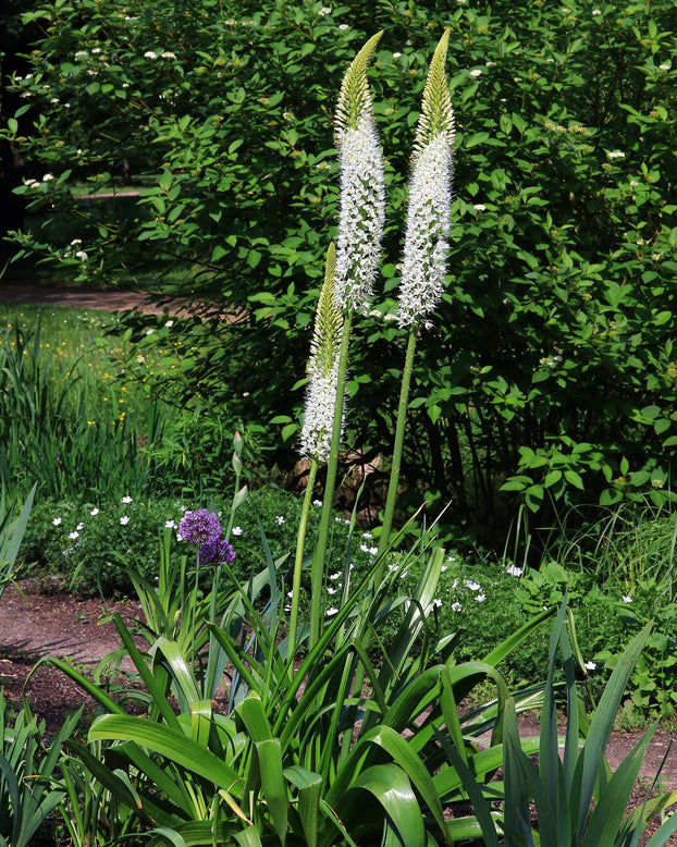 Eremurus himalaicus