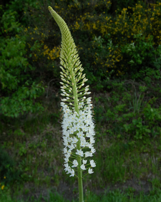 Eremurus himalaicus