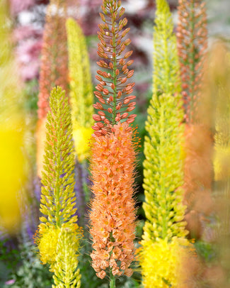 Eremurus 'Ruiter Hybrid Mix' Eremurus 'Ruiter Hybrid Mix'