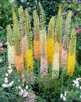 Eremurus 'Ruiter Hybrid Mix' Eremurus 'Ruiter Hybrid Mix'