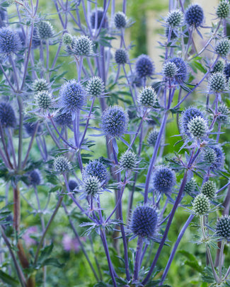 Eryngium 'Victory Blue' Eryngium 'Victory Blue'