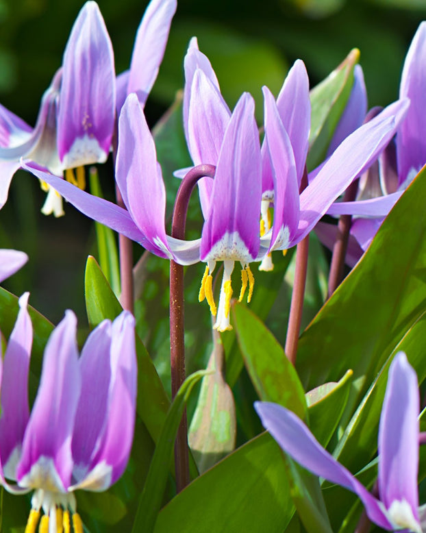 Erythronium 'Lilac Wonder'
