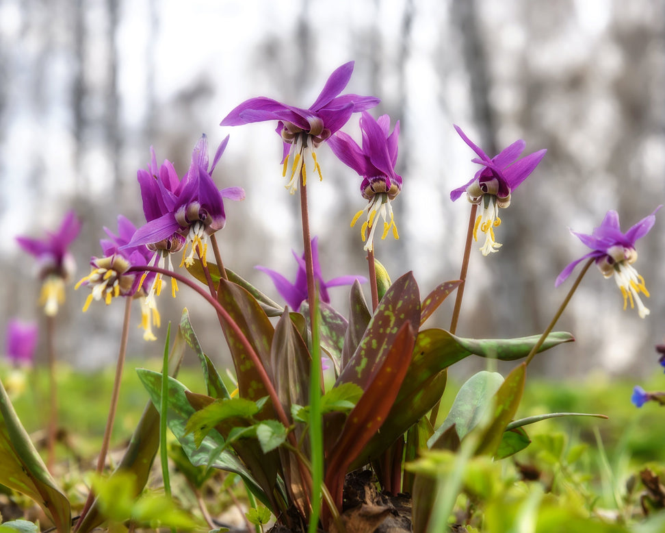 Erythronium 'Lilac Wonder'