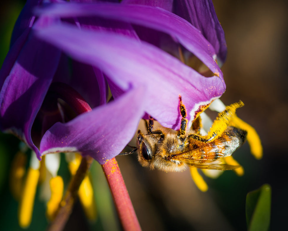 Erythronium 'Lilac Wonder'