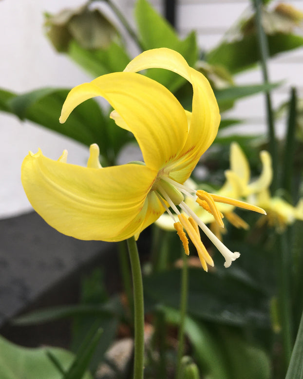 Erythronium 'Pagoda'