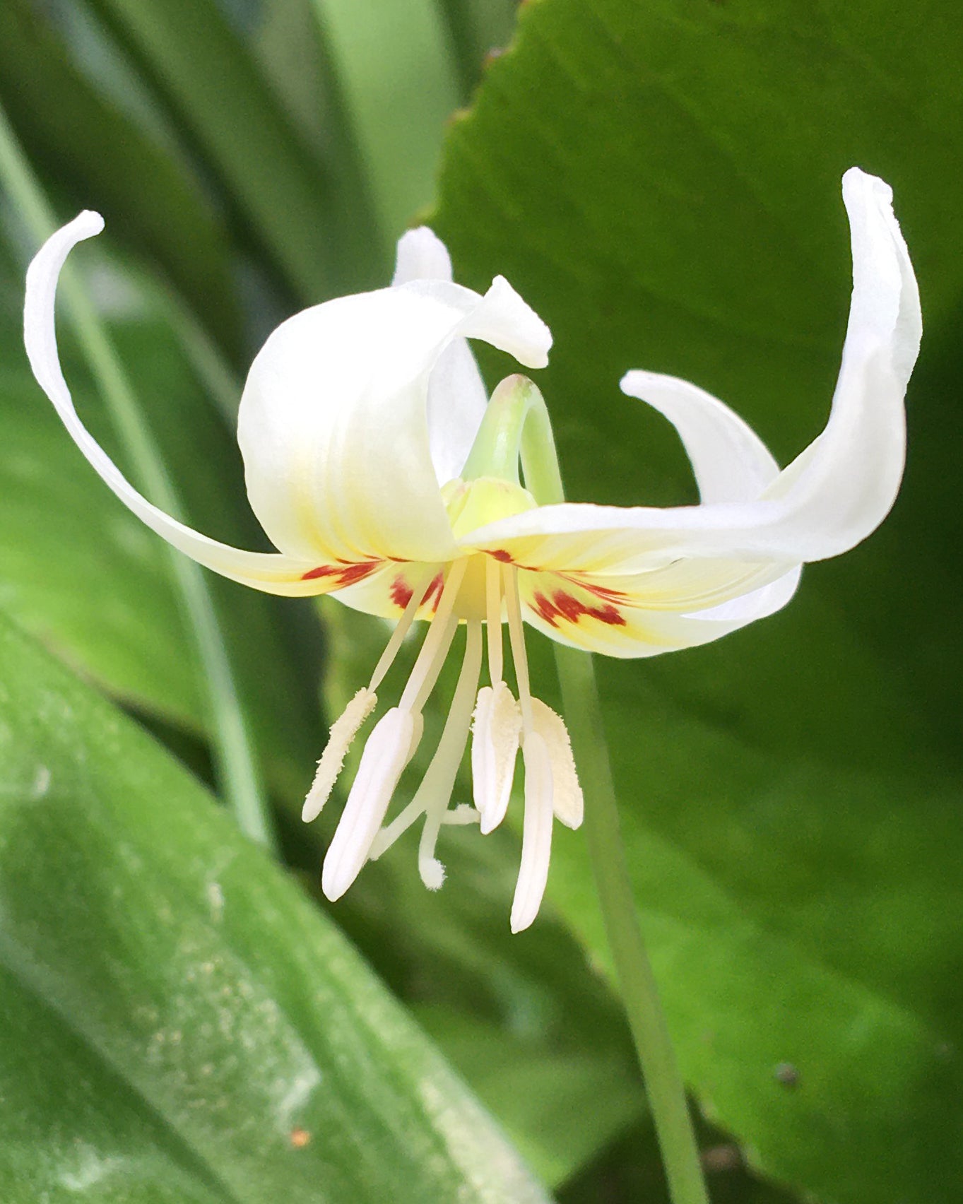 white lily beauty Erythronium 'White Beauty' bulbs