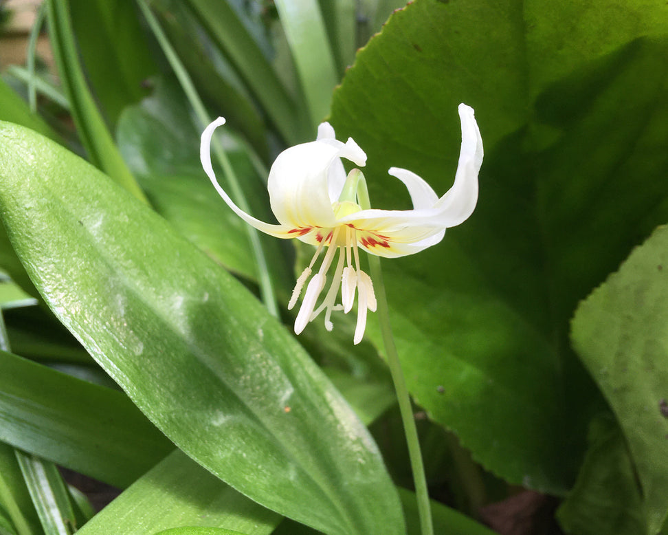 Erythronium 'White Beauty'