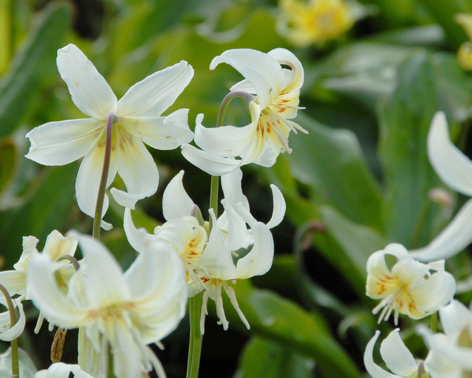 Erythronium 'White Beauty'