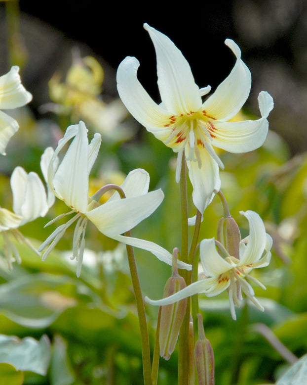 Erythronium 'White Beauty'