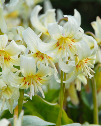 Erythronium 'White Beauty' Erythronium 'White Beauty'